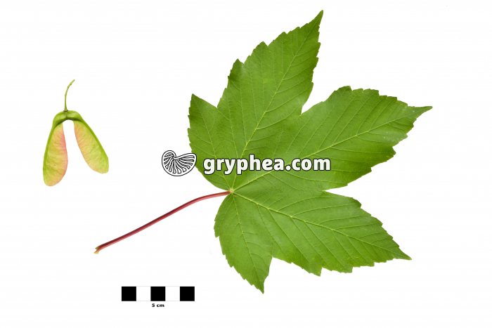 Erable sycomore - feuille avec fruit sur fond blanc (Acer pseudoplatanus) - gryphea.com